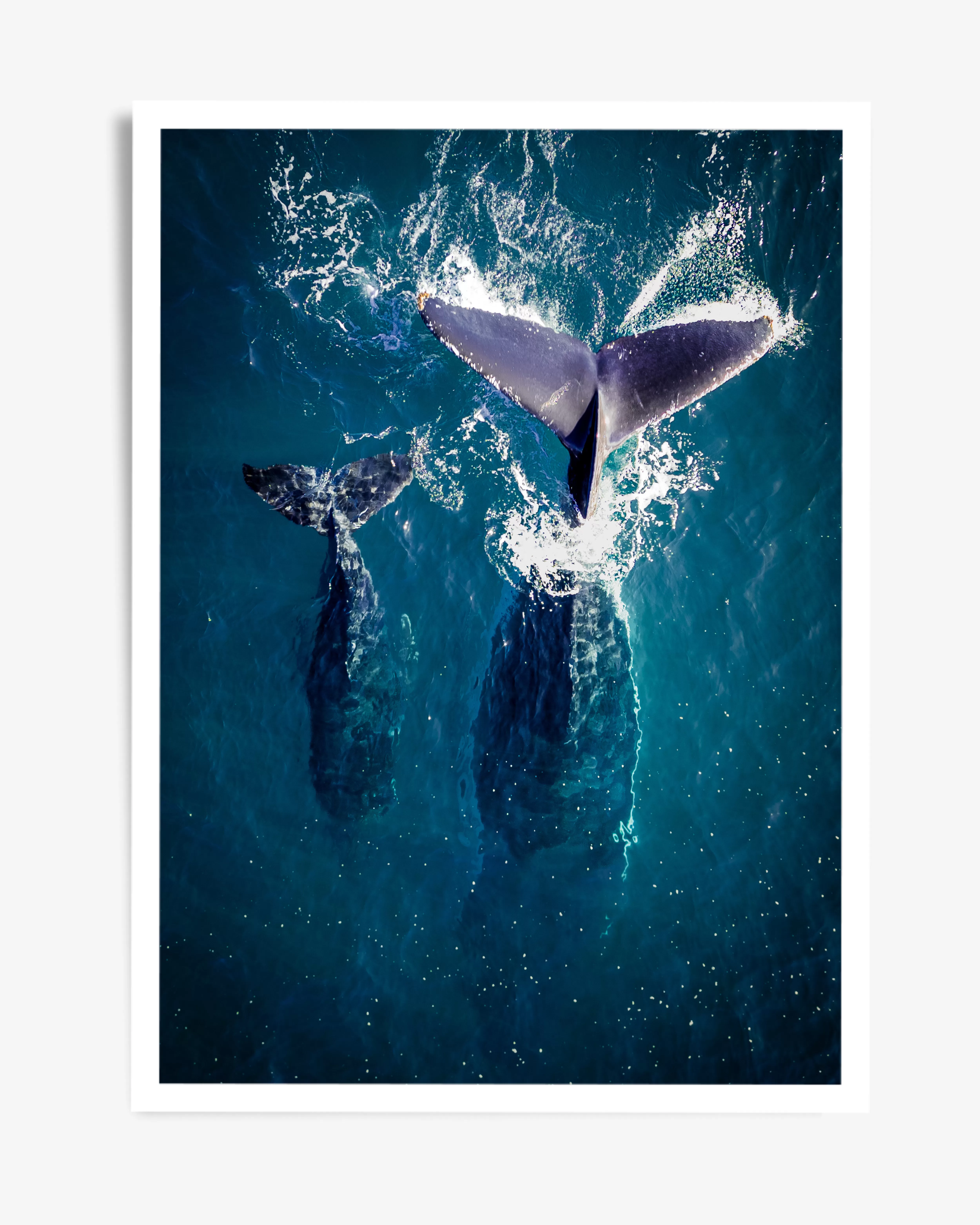 TAILS - WALL ART PRINT